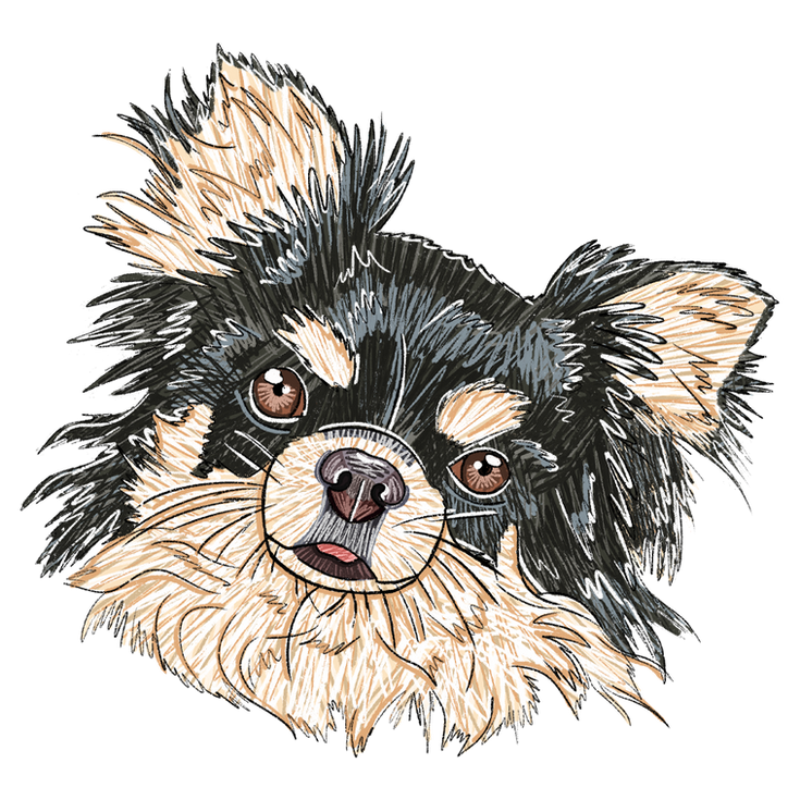 Illustratie hond met lange haren