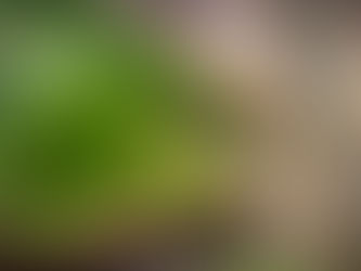 Como reutilizar os potes de cebolinha e salsinha picadas? Veja 5 dicas!
