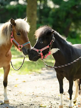 pony1.jpg