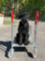 Riesenschnauzer vom Spakenberg