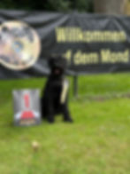 Riesenschnauzer vom Spakenberg
