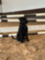 Riesenschnauzer vom Spakenberg