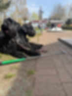 Riesenschnauzer vom Spakenberg