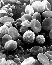SEM_blood_cells.jpg
