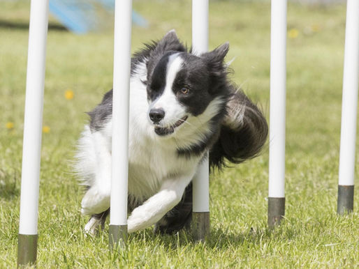 Canine Massage for the Agility Dog