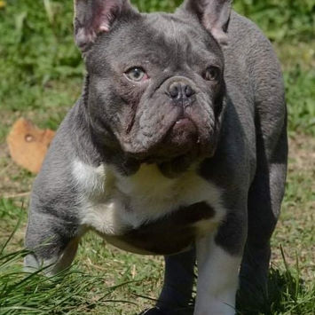 French Bulldog