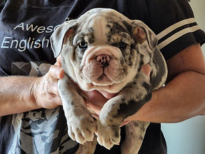 English Bulldog