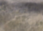 Landscape L901