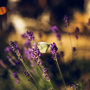 De kracht van etherische oliën