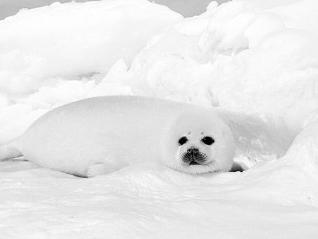 Mini-Me Science: Invincible, Invisible