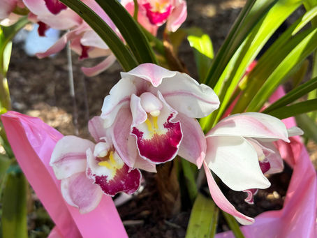 Fairchild Tropical Botanic Garden’s Orchids in October Returns for a Weekend of Blooms, Conservation, and Fun – October 11-12th