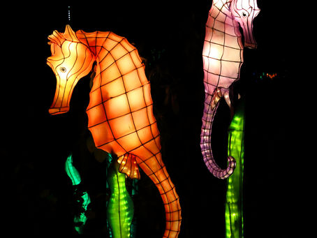 Jungle Island Illuminates Miami Nightlife with the Dazzling Return of Luminosa