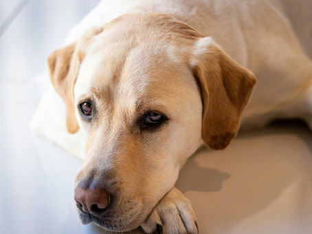 Open Your Heart: Foster a Lab, Change a Life