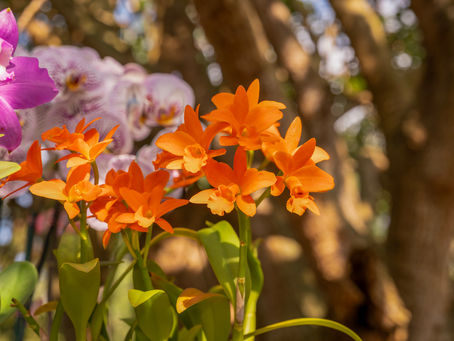 Orchids in Bloom 20th Annual Festival This Weekend at Fairchild Tropical Botanic Garden
