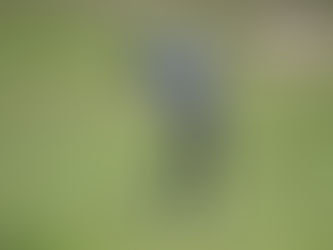 Rules of Golf - Recent Adaptive Rulings