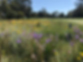 Golf Courses Can Be Safe Havens for Wildlife and Beacons of Biodiversity