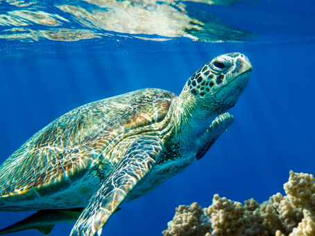 Summer Camp: Ocean Academy