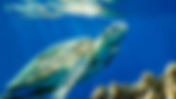 Summer Camp: Ocean Academy