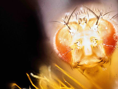 LIVE@Frost Science: The Neurons That Make You Move