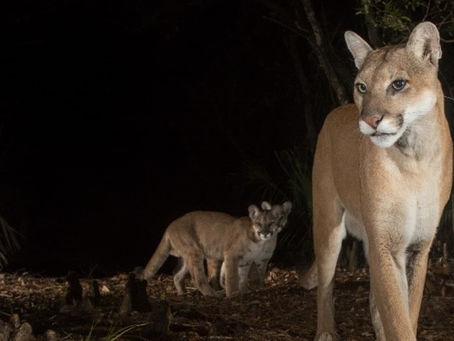 Patricia & Phillip Frost Art Museum FIU Opens New Photography Exhibition Path of the Panther