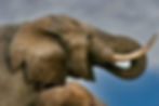 Proud Elephant Photo