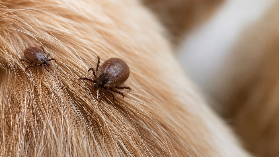 Cinco pontos de atenção contra carrapatos: como proteger sua casa, seus Pets e sua família
