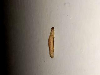 Traça de Cereais: como identificar, prevenir e controlar