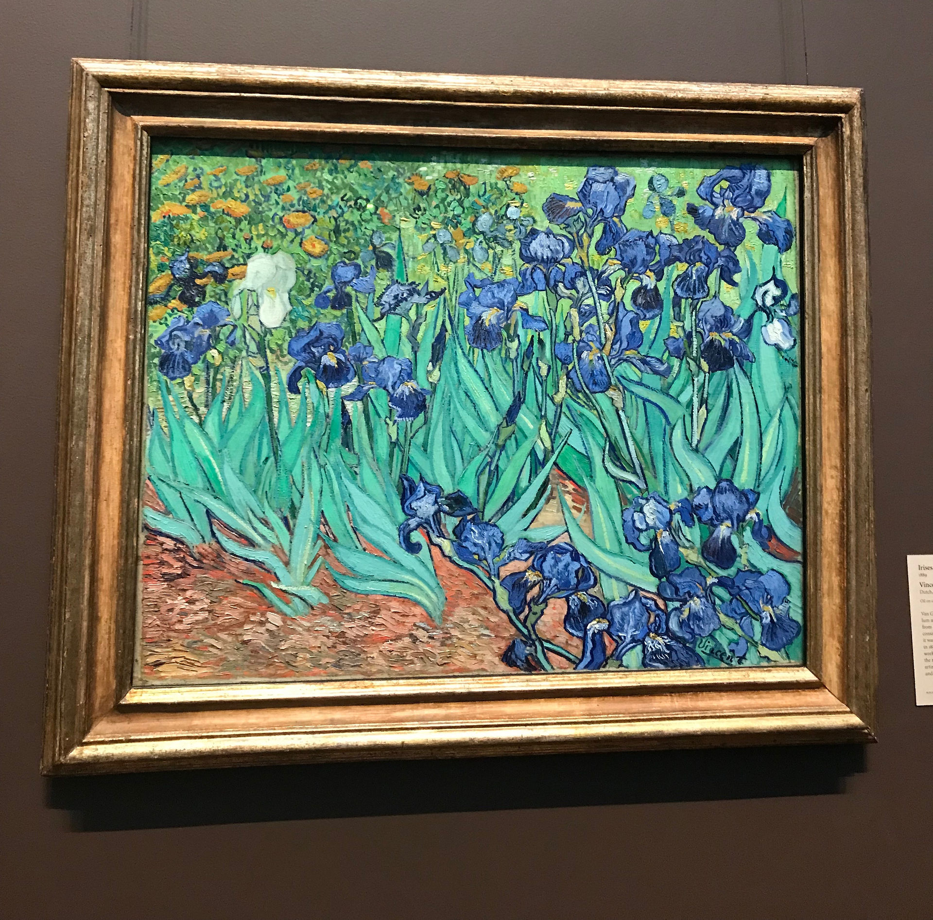 Getty Irises - 1