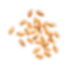 malted barley.png
