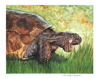 GopherTortoiseSmall.jpg