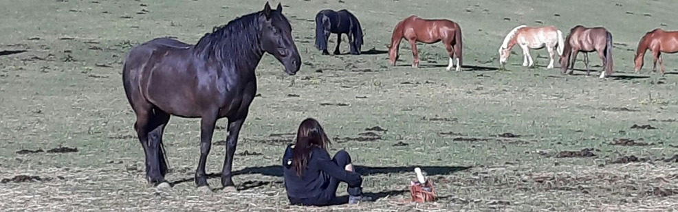 Pferd ruht entspannt auf Weide neben sitzender Pferdekommunikateurin.