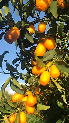 WhatsApp Image 2026-03-01 at 12.35.45.jpeg