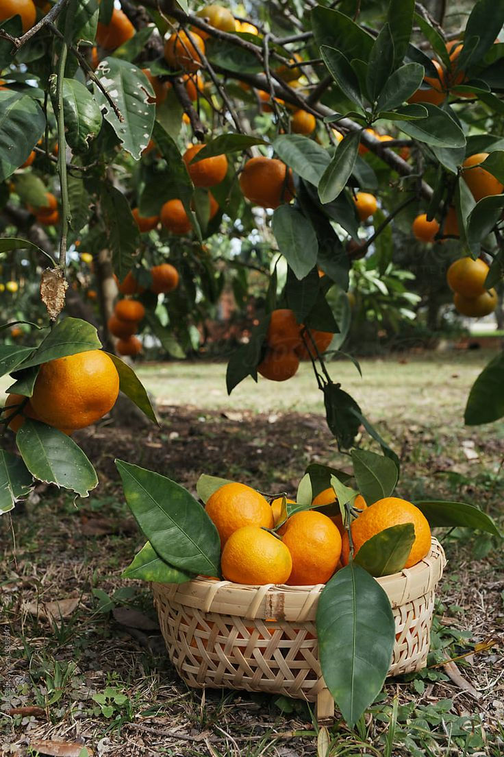 Citrus