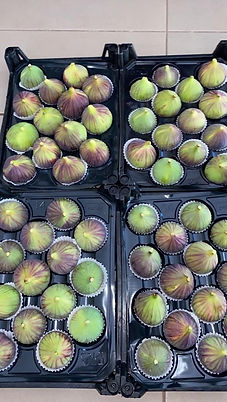 WhatsApp Image 2025-07-23 at 20.50.34.jpeg