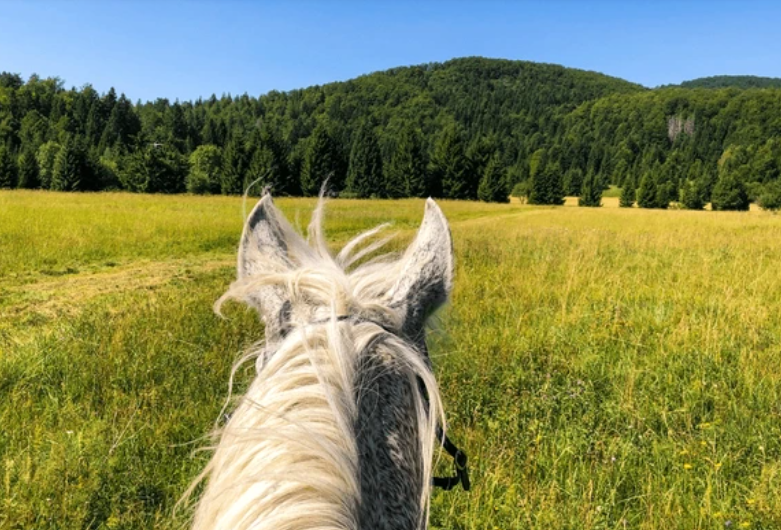Saddle Fitting