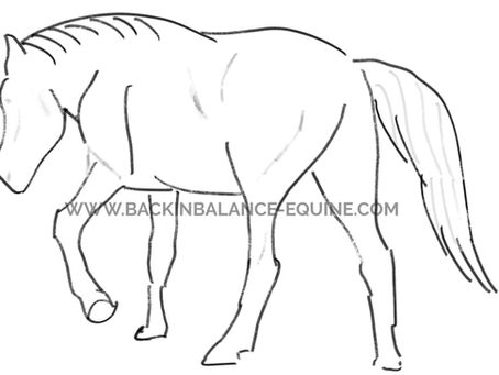 A Horse Owner’s Guide to the Top 10 Exercises for Building Topline