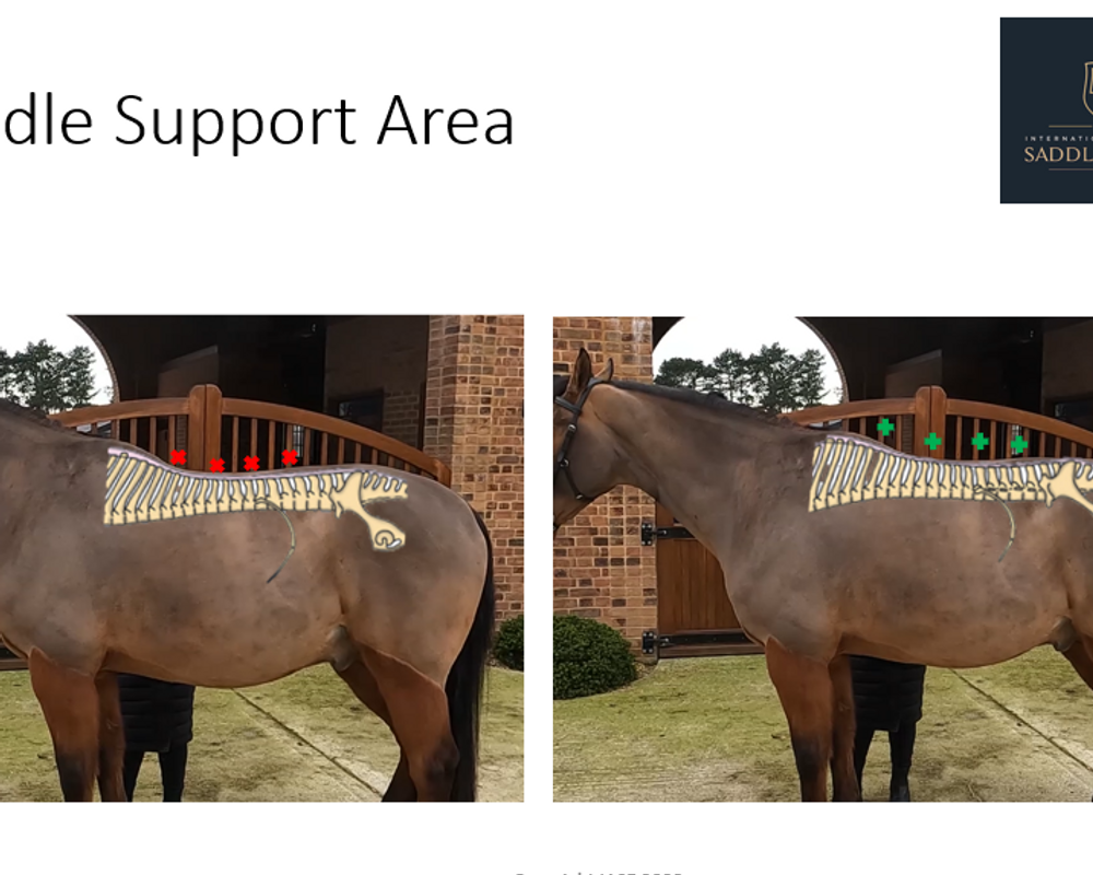 Fitting A Plus Sized Rider Optimal Saddle Length IASF fitting-a-plus-sized-rider-optimal-saddle-length-iasf