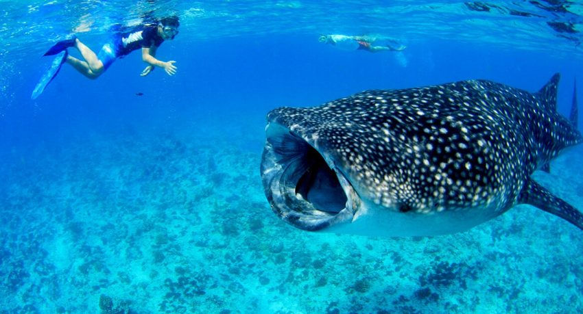 Whale-Shark