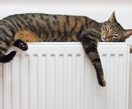 A tiger (tabby) cat relaxing on a warm r