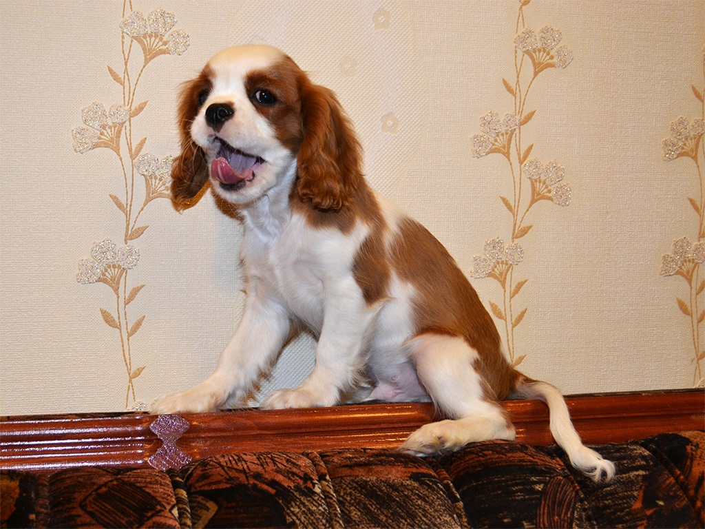 Купить Собаку Кавалер В Воронеже