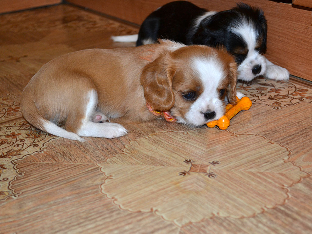 Купить Собаку Кавалер В Воронеже