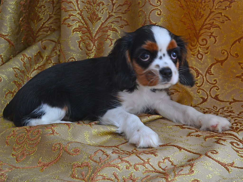 Купить Собаку Кавалер В Воронеже