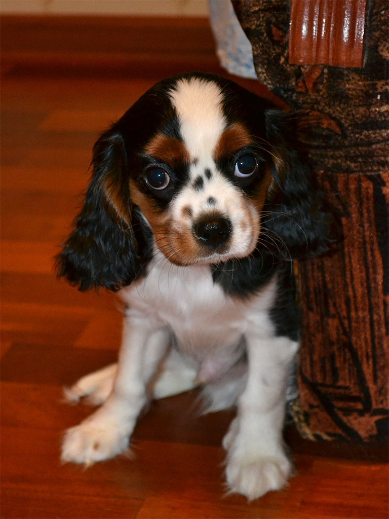 кавалер в добрые руки. кинг чарльз спаниель. кавалер кинг чарльз спаниель щенки. кавалер в добрые руки. кавалер в добрые руки.