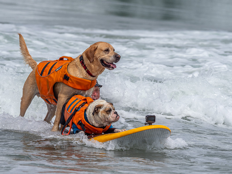 Surf’s Up Pups: Highlights from the 2025 World Dog Surfing Championships in Pacifica, CA
