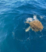 Snorkeling Tour Allan Adventures at Dreams Las Mareas Resort Costa Rica La Cruz Guanacaste El Jobo