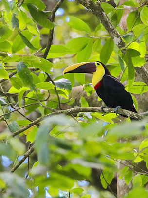 Costa Rica Allan Adventures Tours La Cruz El Jobo Guanacaste Dreams Las Mareas9159.jpg