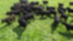 DJI_0726.JPG