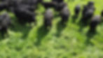 DJI_0725.JPG