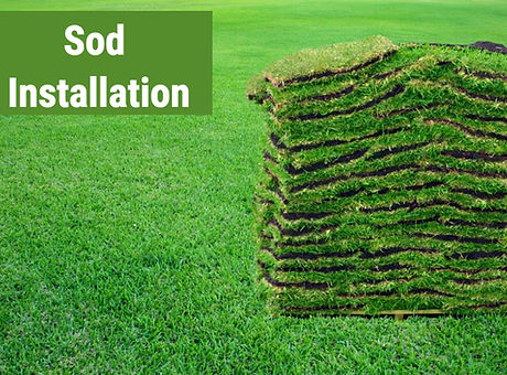 Sod.jpg