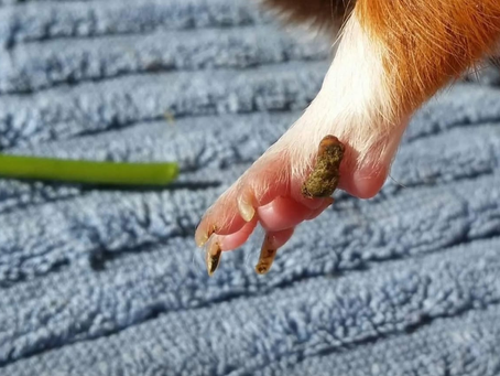 Understanding Foot Spurs in Guinea Pigs